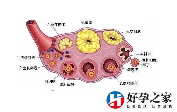 黄体期促排方案的弊端