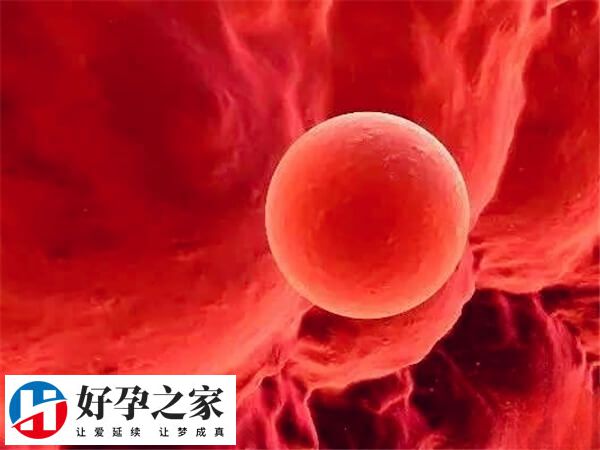 单囊胚移植可以减少受孕周期数量