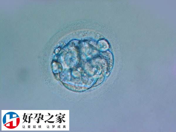 试管几次不成功不建议在做