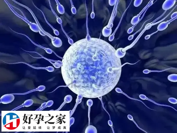 试管没有优胚有没有成功的