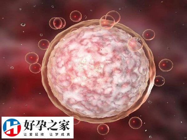 卵泡成熟后就可以取卵了