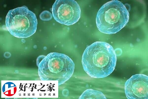 高龄女性做试管成功率低