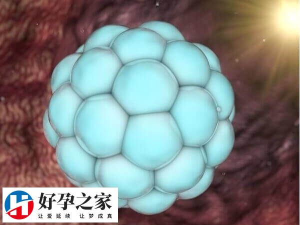 移植4BB囊胚第十天测白板什么原因