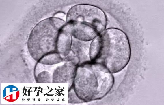养囊从哪天开始算