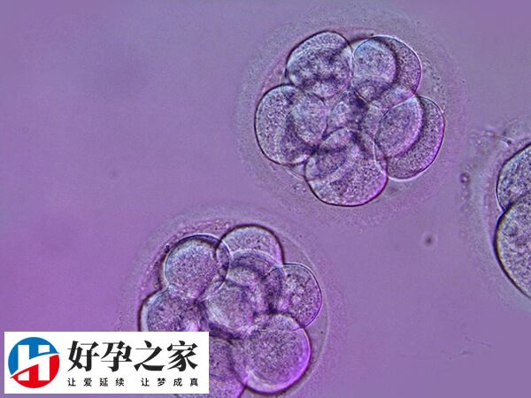 移植囊胚的成功率受多方面因素影响