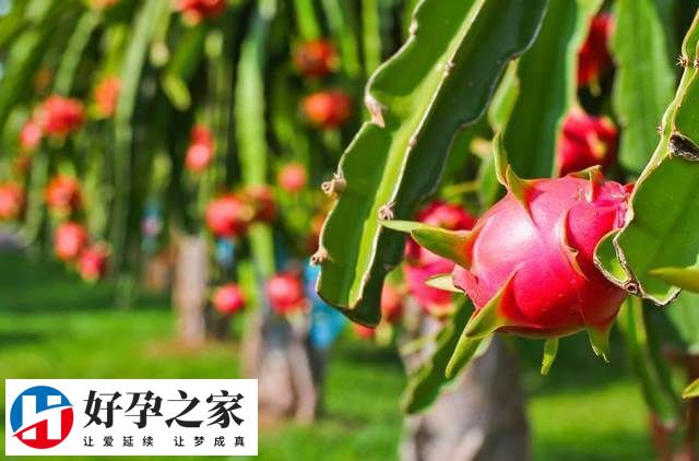 火龙果的功效
