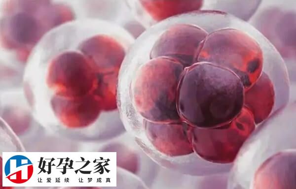 811的鲜胚成功率高不高
