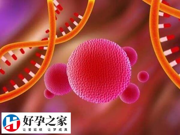第六天囊胚和第五天囊胚在质量等级上有什么区别？