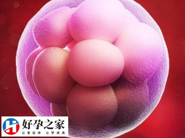 囊胚移植着床时间不定