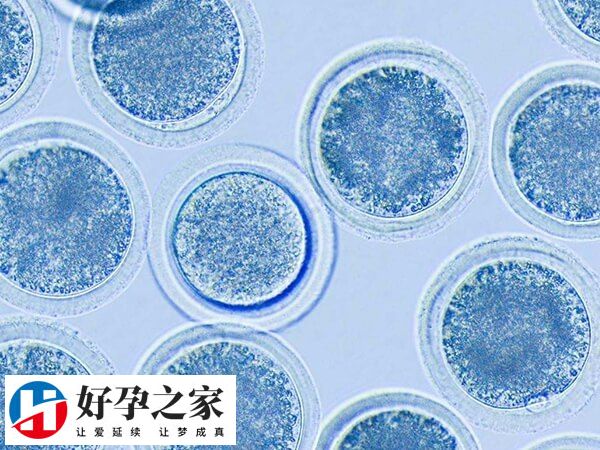 拮抗剂方案的移植时间因移植类型不同而有所差异