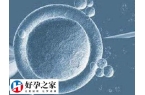 鲜囊胚好还是冻囊胚好